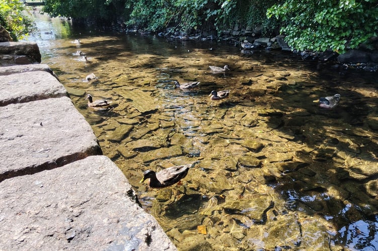 It's cool for ducks in Tavistock Canal in the Meadows park during a summer heatwave.
