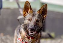 Animal charity stages 'Walkies for rescue'