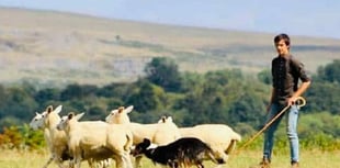 Family fun and sheepdog skills on offer