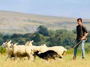 Family fun and sheepdog skills on offer