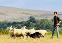 Whitchurch and Sampford Spiney family fun and sheepdog skills