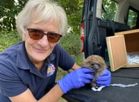 Singalong for a prickly problem