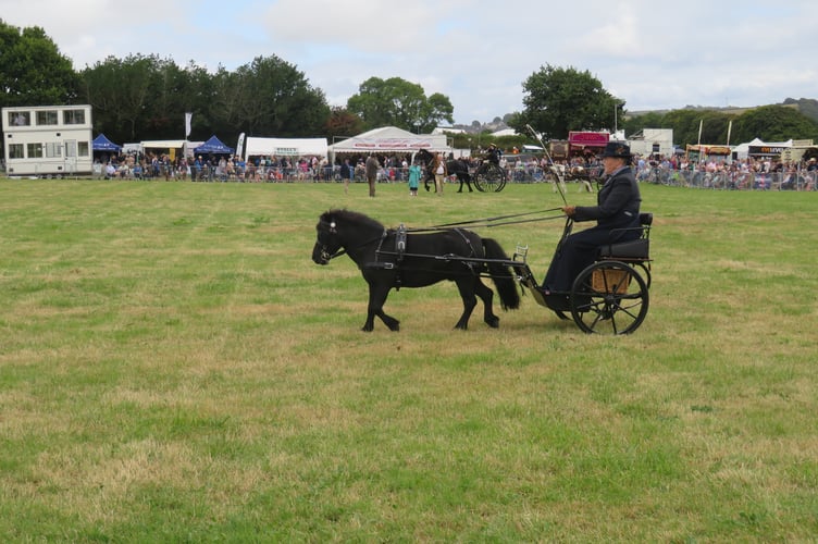 A miniature pony in the "Open Driving" show.
