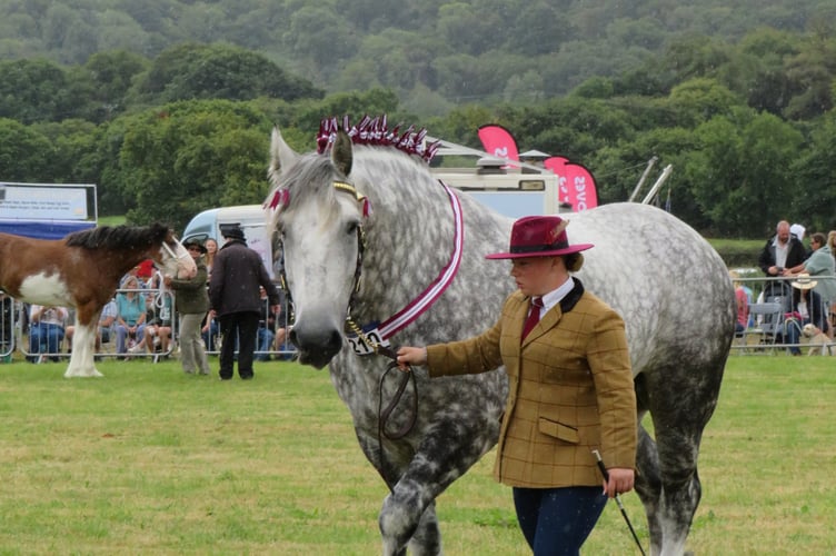 A participant in the "Heavy Horses in Hand" show at the main ring.