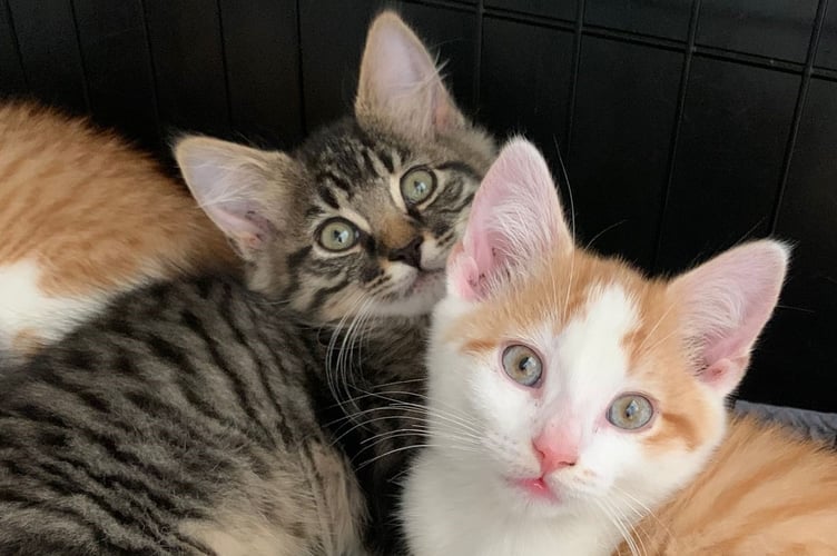 A litter of kittens rescued by the vital charity.