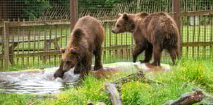 If you go down to the woods today...