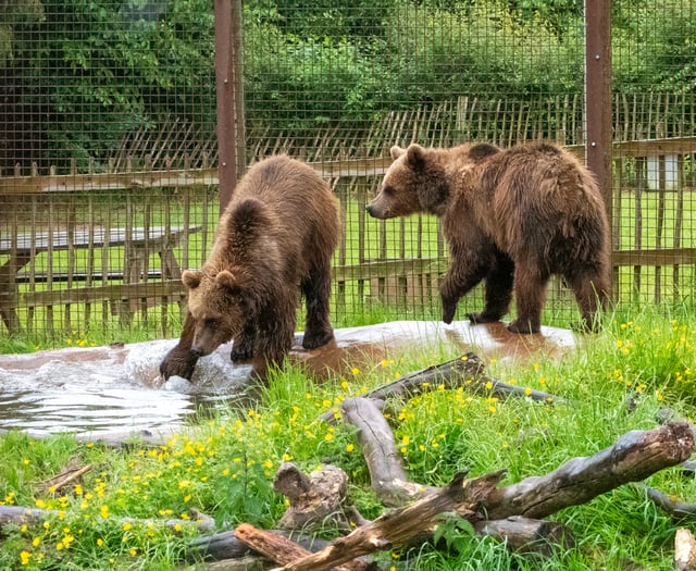 If you go down to the woods today...