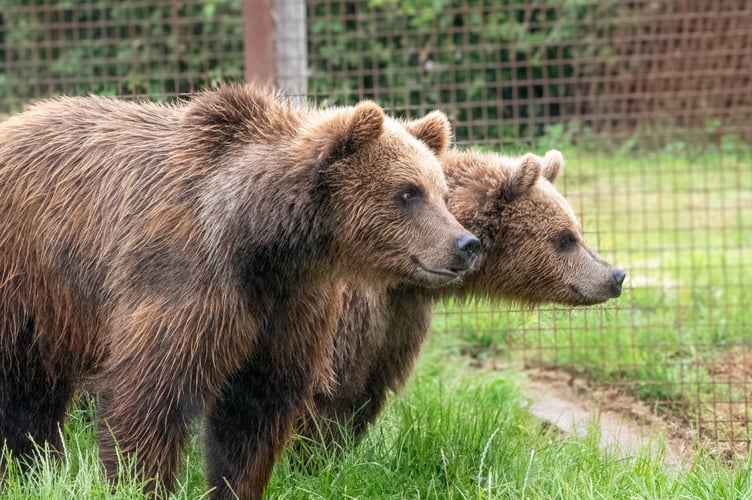 New bears Malenky and Nanuq Photo: Wildwood Trust