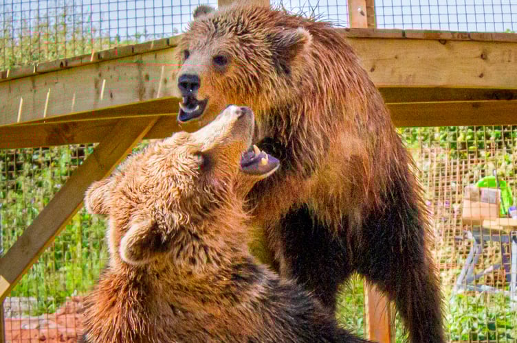 Mish and Lucy - Credit Wildwood Trust-2