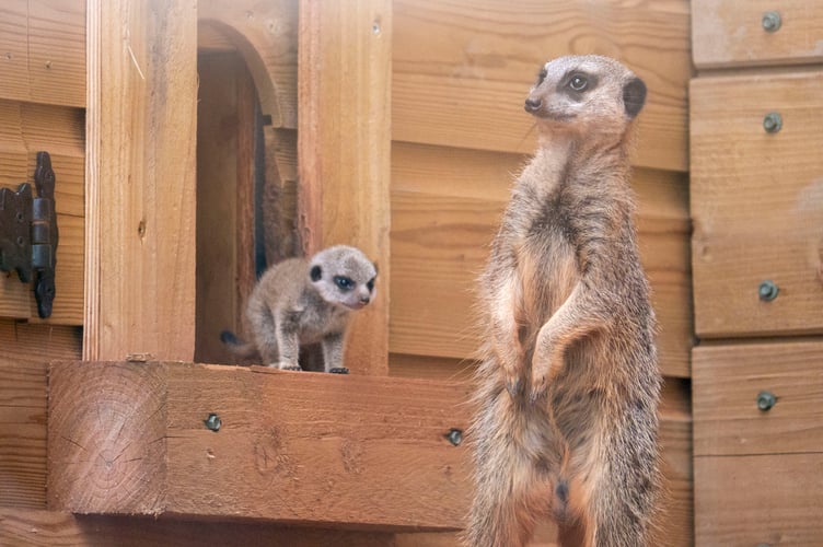 MeerkatPups at Dartmoor Zoo
