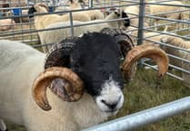 Drought and disease push Devon farmers ‘to the limit’