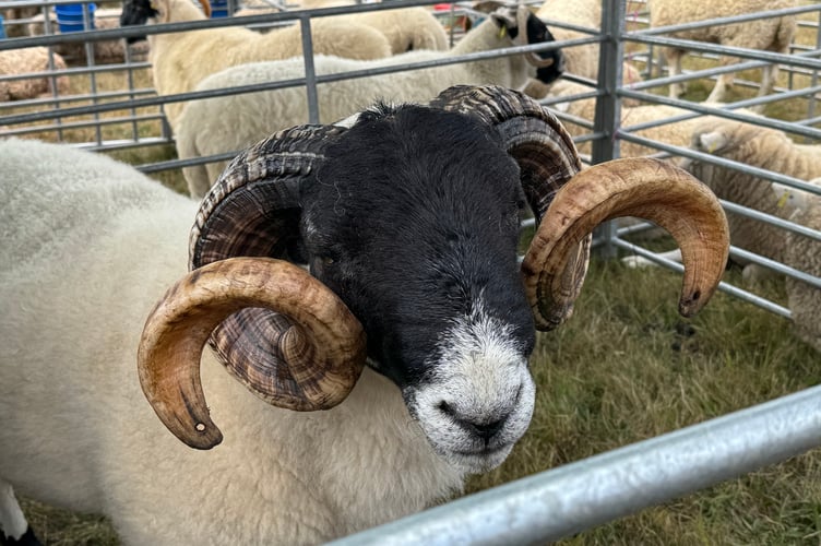 A sheep at Chagford Show. AQ 0949
