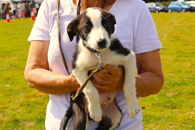 Whitchurch & Sampford Spiney Sheep Dog Trials and Family Fun Day.
