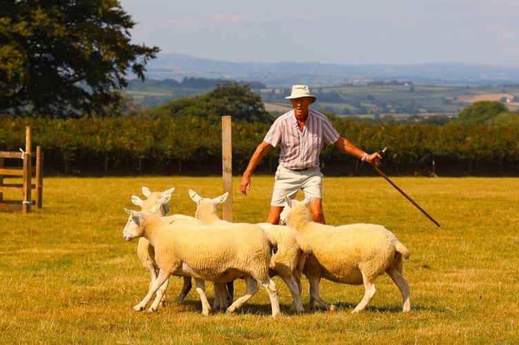 Rounding up sheep.