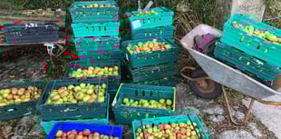 Volunteers needed for bumper apple harvest in Tamar Valley