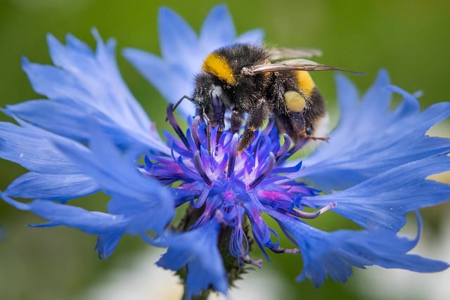 National Wildflower Centre celebrates anniversary with competition