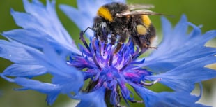 National Wildflower Centre celebrates anniversary with competition