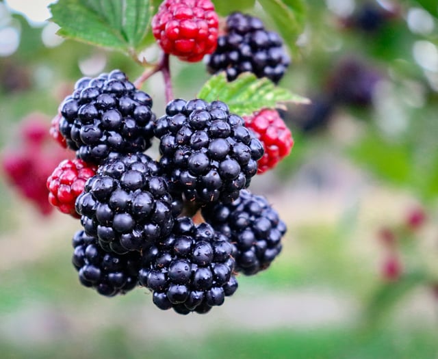 Paul Bartlett: It's tough being a tree