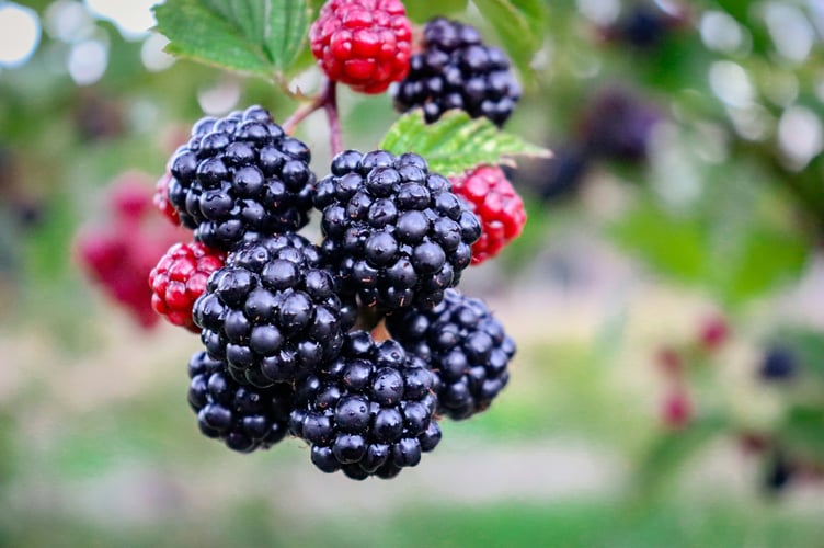 It's been a good summer for fruit but a tough one for trees. Picture: Amanda Hortiz/Unsplash.