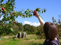 Extra apple weekend as Cotehele celebrates bumper crop