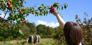 Extra apple weekend as Cotehele celebrates bumper crop