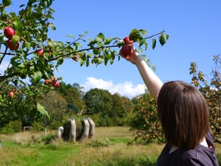 Extra apple weekend as Cotehele celebrates bumper crop