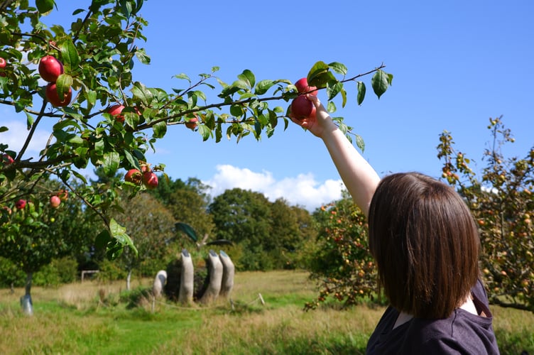 Visitors to the Cotehele this coming weekend (September 6 and 7) will be able to take part in an early harvest of apples on the estate. 