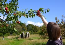 Extra apple weekend as Cotehele celebrates bumper crop