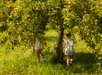Cotehele Apple Weekender promises bumper crop ripe for picking
