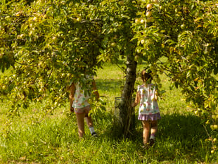 Cotehele Apple Weekender promises bumper crop ripe for picking