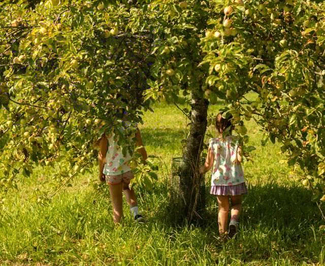 Cotehele Apple Weekender promises bumper crop ripe for picking