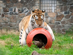 Tigers enjoy barrels of fun with new donation