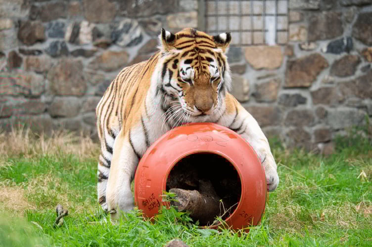 Dragan the tiger playing with a barrel.