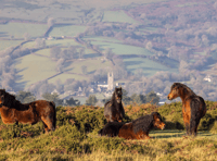 Beloved endangered ponies' new protection 