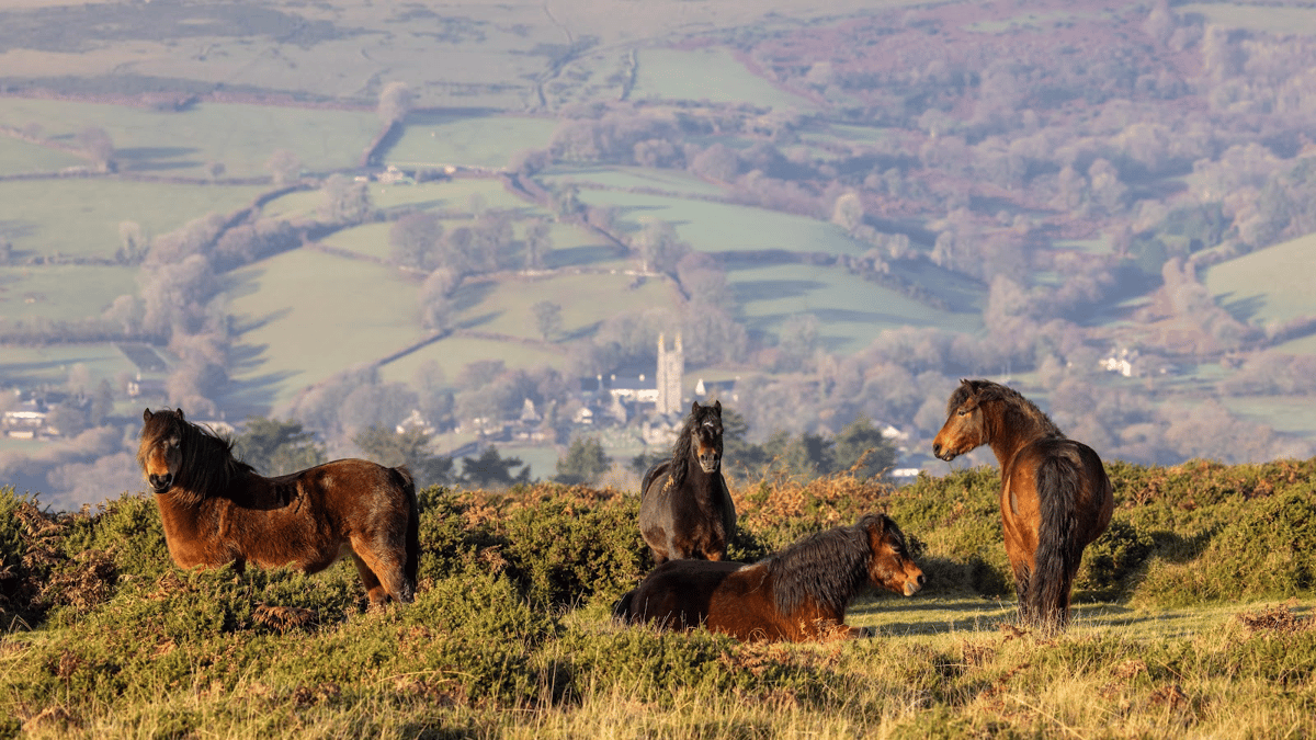 Der neue Schutz für die gefährdeten Dartmoor-Ponys