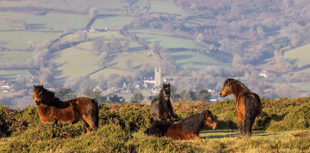 Beloved endangered ponies' new protection 