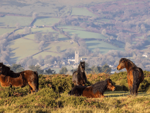 Beloved endangered ponies' new protection 