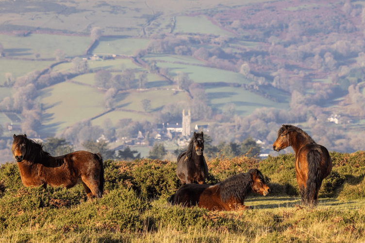The unique breed that is the Dartmoor Pony is due to have added survival protection under a new passport scheme.  Picture by Malcolm Snelgrove.