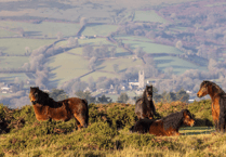 Dartmoor's endangered ponies' new protection