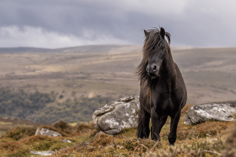 Dartmoor Heritage Ponies are to have added protection with a new breed passport. Dartmoor Pony Heritage Trust