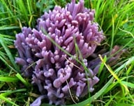 Exploring Devon’s Hidden Kingdom by Professor Mark Ramsdale