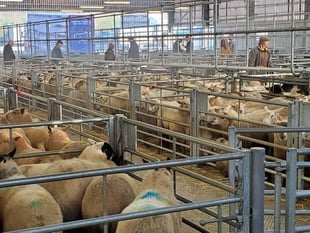 Holsworthy agri-centre project still on track