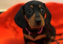 Dogs home raises £3,500 for dachshund's life-saving surgery