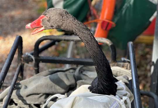 Reggie the Black Swan finds new home