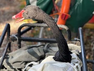 Reggie the Black Swan finds new home