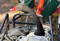 Reggie the Black Swan finds new home