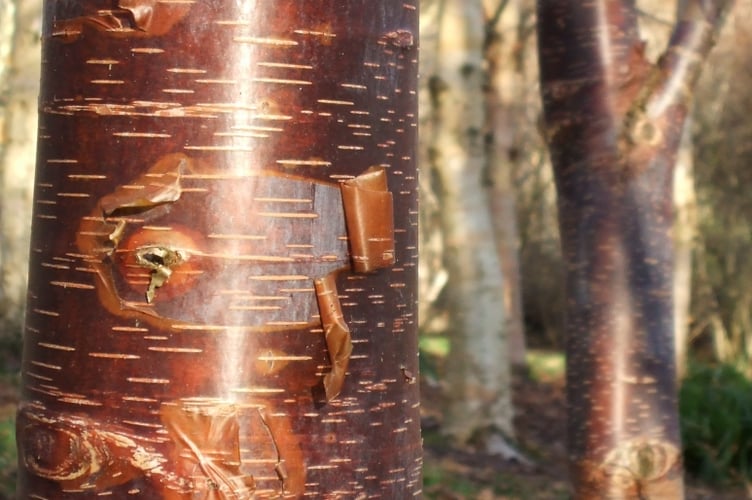 The Himalayan birch Mount Luoji has beautiful bark.