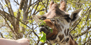 Zoo pledges ‘animals first’ amid sale reports