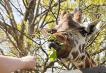 Paignton Zoo pledges ‘animals first’ amid sale reports