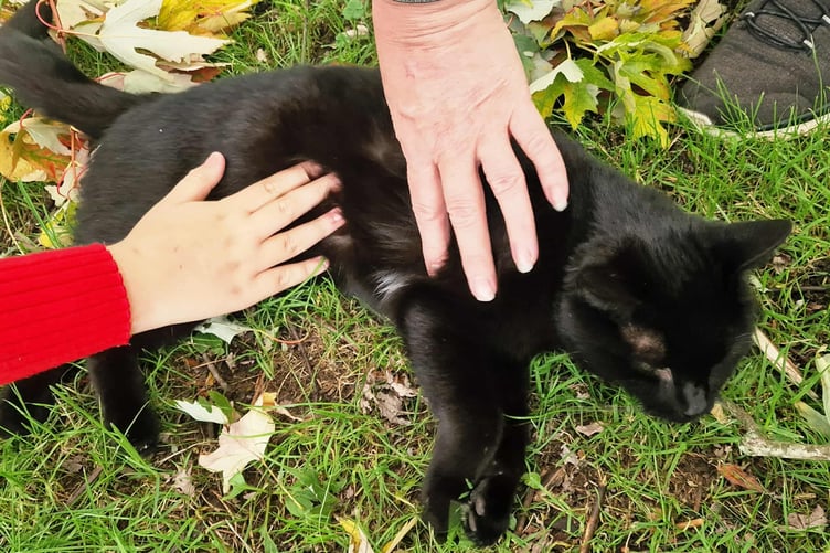 Polo the most popular cat in Tavistock enjoying multiple strokes.. Picture by Helen Bowyer.